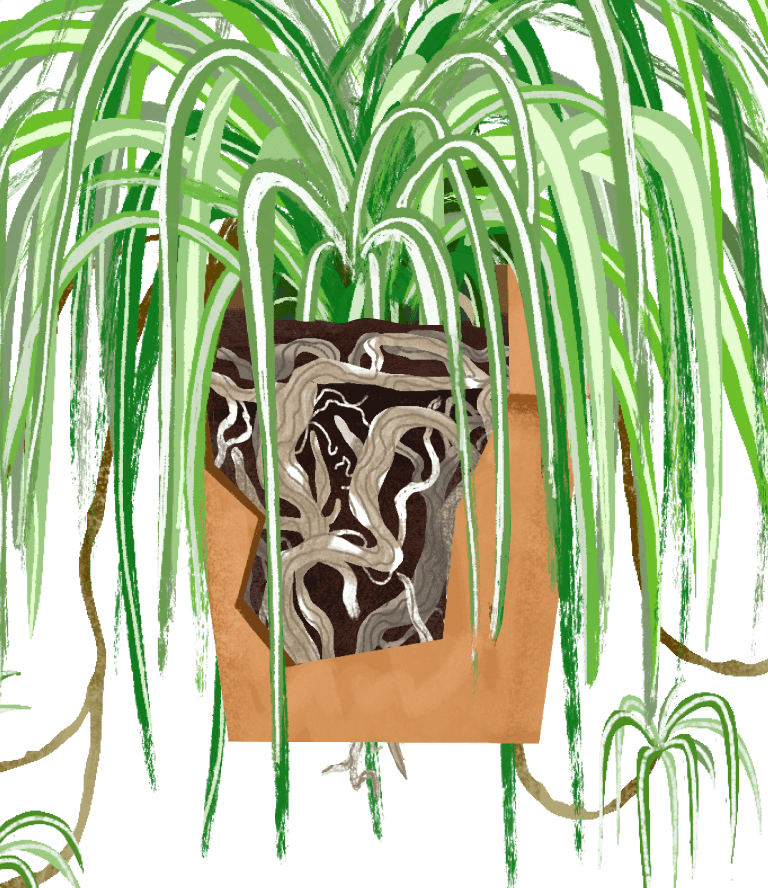 Spider Plant Plant Care Guide